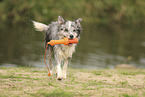 blue-merle Border Collie