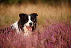 schwarz-weier Border Collie