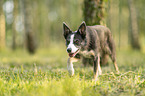 Border Collie Hndin