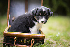 Border Collie Welpe