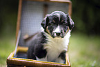 Border Collie Welpe