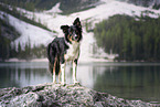 Border Collie