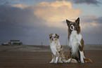 Miniature Australian Shepherd und Border Collie