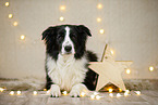 Border Collie in Weihnachstdeko