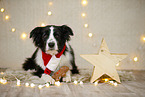 Border Collie in Weihnachstdeko