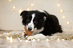 Border Collie in Weihnachstdeko