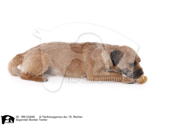 liegender Border Terrier / lying Border Terrier / RR-32888