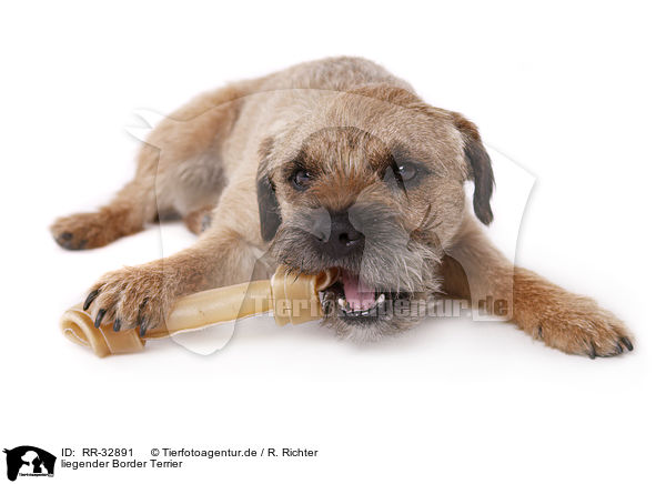 liegender Border Terrier / lying Border Terrier / RR-32891