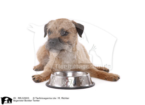 liegender Border Terrier / lying Border Terrier / RR-32903