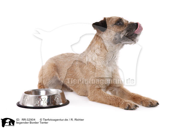 liegender Border Terrier / lying Border Terrier / RR-32904