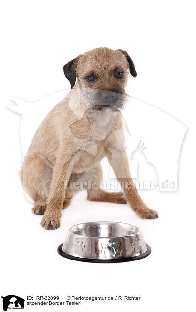 sitzender Border Terrier / sitting Border Terrier / RR-32899