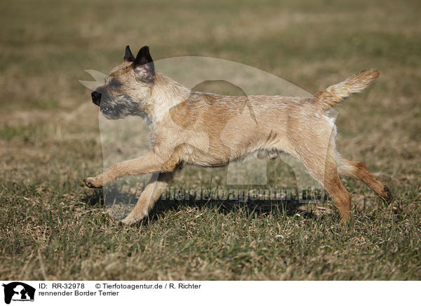 rennender Border Terrier / running Border Terrier / RR-32978