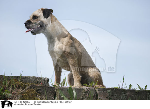 sitzender Border Terrier / sitting Border Terrier / RR-42659