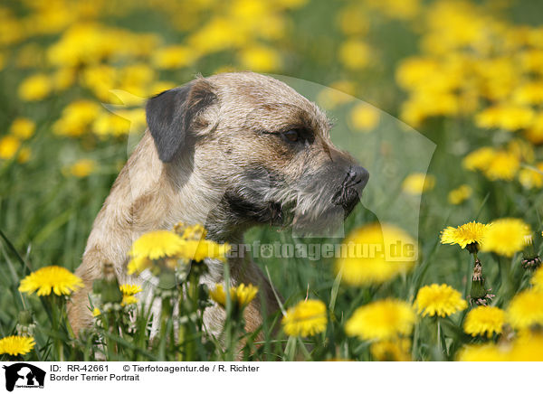 Border Terrier Portrait / Border Terrier Portrait / RR-42661
