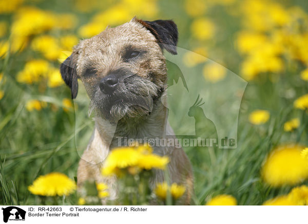 Border Terrier Portrait / Border Terrier Portrait / RR-42663