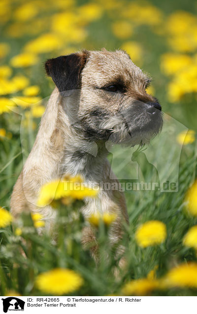 Border Terrier Portrait / Border Terrier Portrait / RR-42665