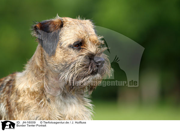 Border Terrier Portrait / Border Terrier Portrait / JH-16009