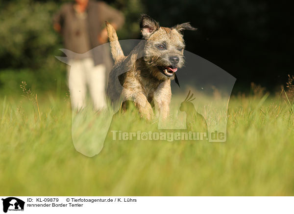 rennender Border Terrier / KL-09879