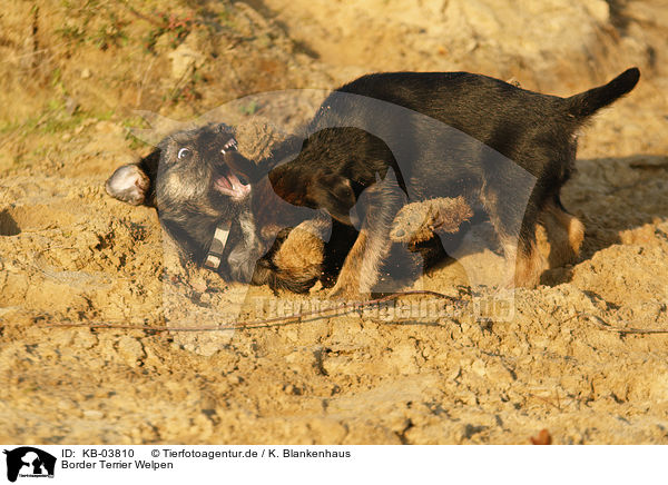 Border Terrier Welpen / Border Terrier Puppies / KB-03810