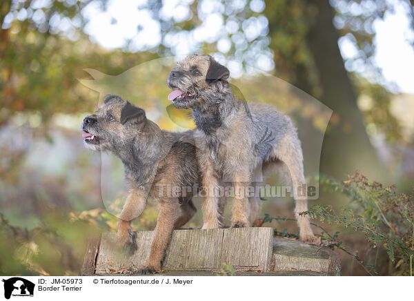 Border Terrier / Border Terrier / JM-05973