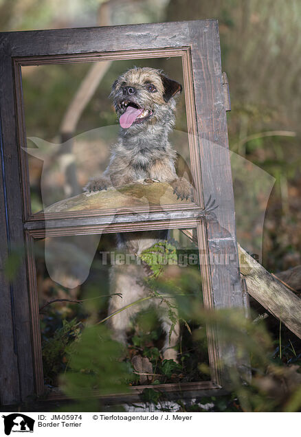 Border Terrier / Border Terrier / JM-05974