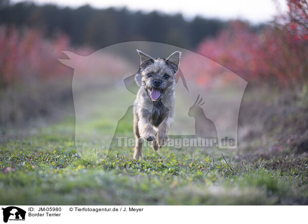 Border Terrier / Border Terrier / JM-05980