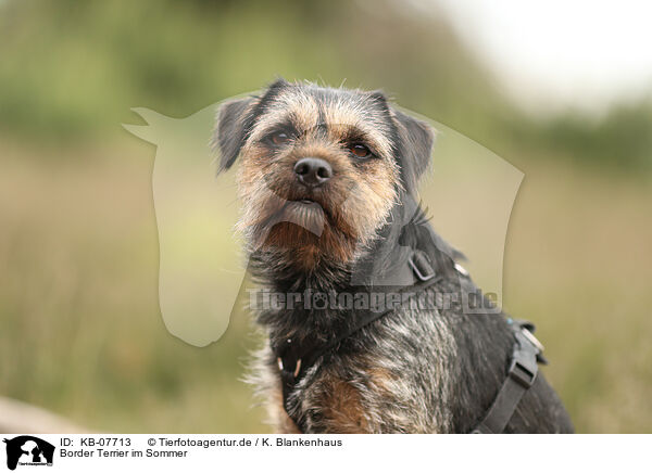 Border Terrier im Sommer / Border Terrier in summer / KB-07713