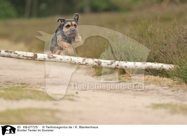 Border Terrier im Sommer / KB-07725