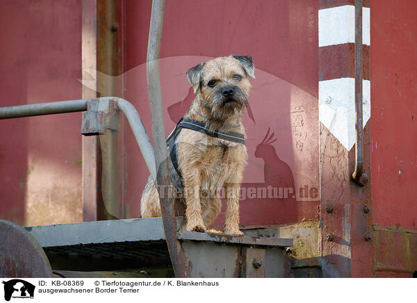 ausgewachsener Border Terrier / KB-08369