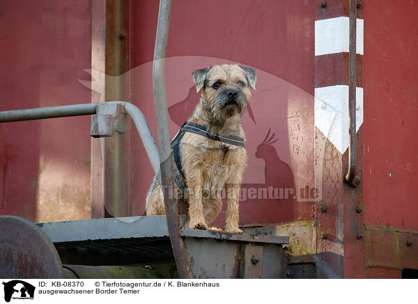 ausgewachsener Border Terrier / KB-08370
