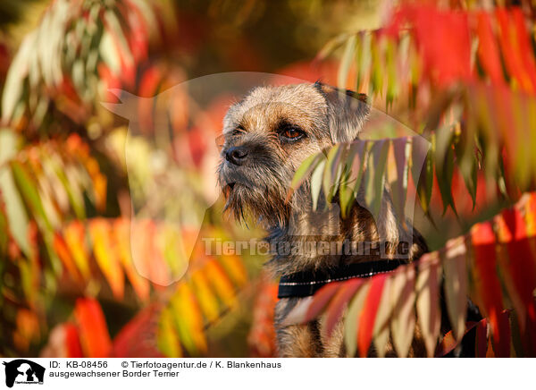 ausgewachsener Border Terrier / KB-08456