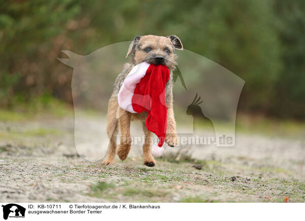 ausgewachsener Border Terrier / KB-10711