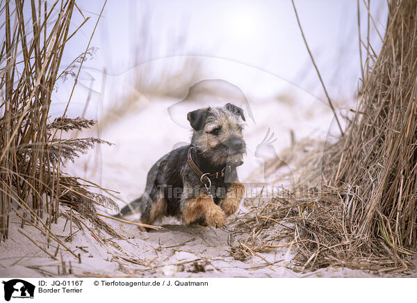 Border Terrier / Border Terrier / JQ-01167