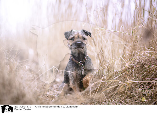 Border Terrier / Border Terrier / JQ-01172