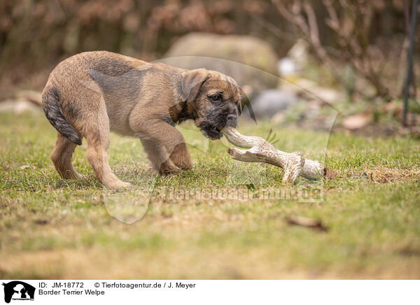 Border Terrier Welpe / JM-18772