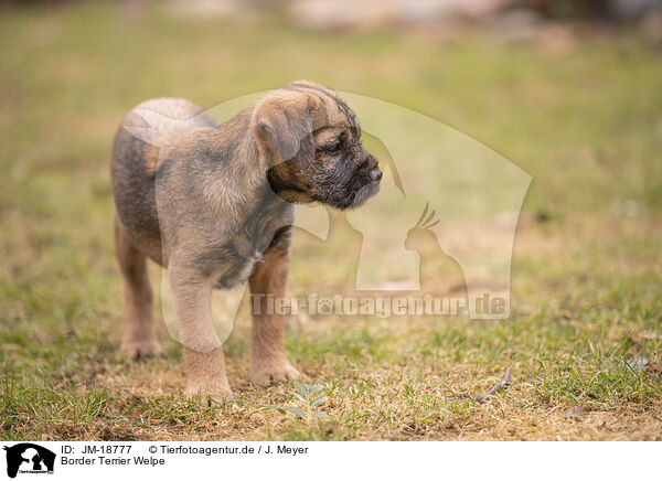 Border Terrier Welpe / JM-18777