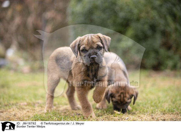 Border Terrier Welpe / JM-18782