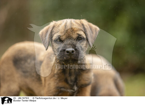 Border Terrier Welpe / JM-18783