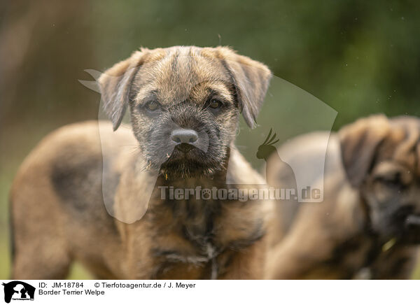 Border Terrier Welpe / JM-18784