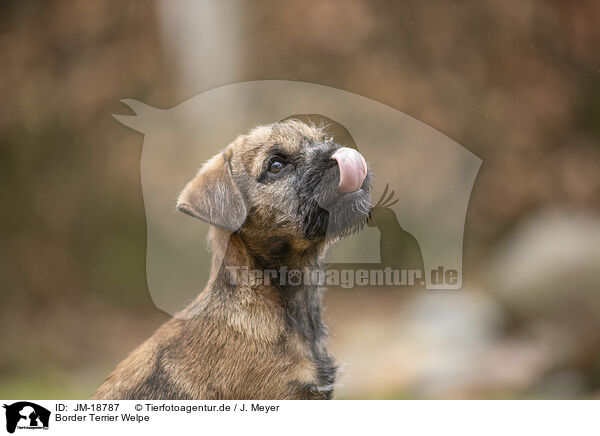 Border Terrier Welpe / JM-18787