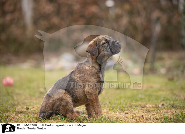 Border Terrier Welpe / JM-18788