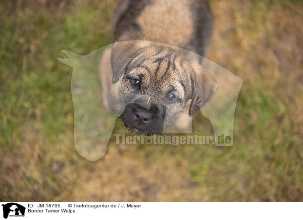Border Terrier Welpe / JM-18795
