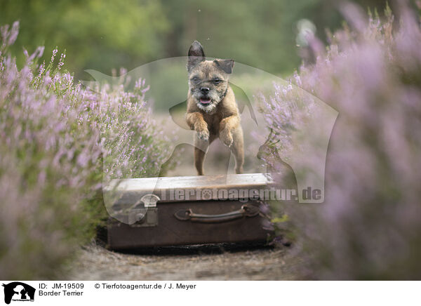 Border Terrier / Border Terrier / JM-19509