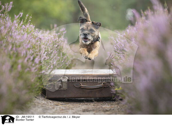 Border Terrier / Border Terrier / JM-19511