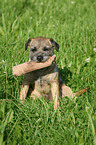 Border Terrier mit Dummy