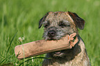 Border Terrier mit Dummy