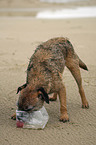 trinkender Border Terrier