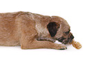 liegender Border Terrier