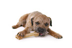 liegender Border Terrier