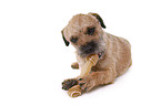 liegender Border Terrier